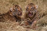 Dua Bayi Kembar Harimau Sumatera Lahir di Kebun Binatang Kota Oklahoma