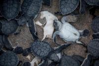 Konsumsi Banyak Plastik, Begini Kondisi Bayi Penyu Hijau yang Ditemukan Taronga Zoo