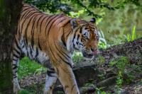 Nyaris Punah, Kini Populasi Harimau Liar di Nepal Naik Tiga Kali Lipat