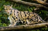 4 Agustus Hari Macan Dahan Internasional, Lestarikan Spesies Hewan Terindah yang Terancam Punah