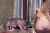 Bibi Si Kudanil dari Kebun Binatang Cincinnati Melahirkan Bayi Kedua