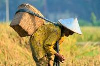 Serap Hasil Pertanian, Mendag Usul ke Jokowi Anggaran Rp100 Triliun