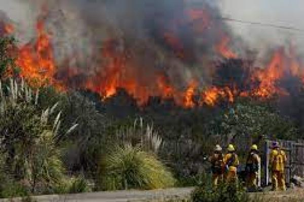 Selama Januari-Juli 2022 Lebih dari Seribu Hektar Lahan Terbakar di Riau