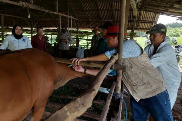 Kementan: Kasus PMK Kian Menurun di Sejumlah Wilayah Indonesia