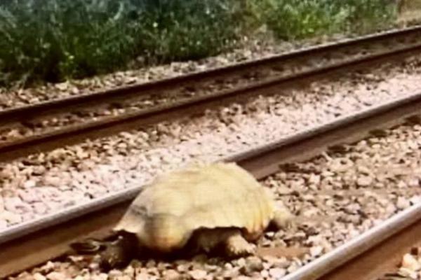 Kisah Pengembaraan Clyde, Kura-kura Raksasa yang Hentikan Tiga Kereta Api di Inggris