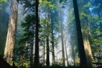 7 Agustus Hari Hutan Indonesia, Hutan Kita Sultan Jadi Tema di Tahun 2022