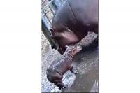 Kebun Binatang dan Kebun Raya Cincinnati Cari Nama untuk Bayi Kudanil Anak Bibi