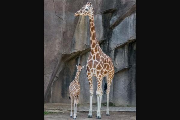 Sorak Bahagia Iringi Proses Kelahiran Bayi Jerapah Jantan dari Sang Induk Ziggy