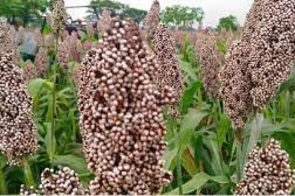 Indofood Dukung Kementan Kembangkan Sorgum Gantikan Tepung Terigu