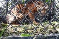 Harimau Terkena Jerat di Gayo Lues Berhasil Dievakuasi