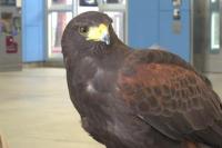 Sistem Metro San Francisco Sewa Burung Pemangsa untuk Menakuti Merpati