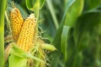 IPB Tawarkan Lima Bahan  Pangan Lokal Pengganti Gandum