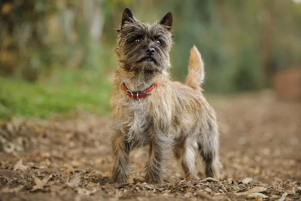 Berkat Gonggongan Anjing, Satu Keluarga Selamat dari Kebakaran Rumah