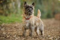 Berkat Gonggongan Anjing, Satu Keluarga Selamat dari Kebakaran Rumah