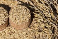 74 Daerah di Indonesia Rentan Rawan Pangan,  Ini Pemicunya