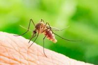 20 Agustus Hari Nyamuk Sedunia, Kesadaran Cegah Penyakit Malaria