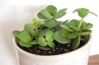 Lima Tanaman Hias yang Cocok Jadi Pengharum Ruangan