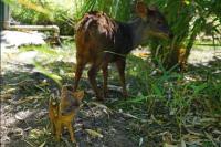 Kebun Binatang Oakland California Sambut Kelahiran Bayi Rusa Terkecil di Dunia