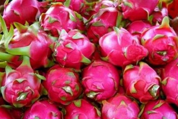 Ilustrasi - buah Naga (Foto: pertanian.go.id) 