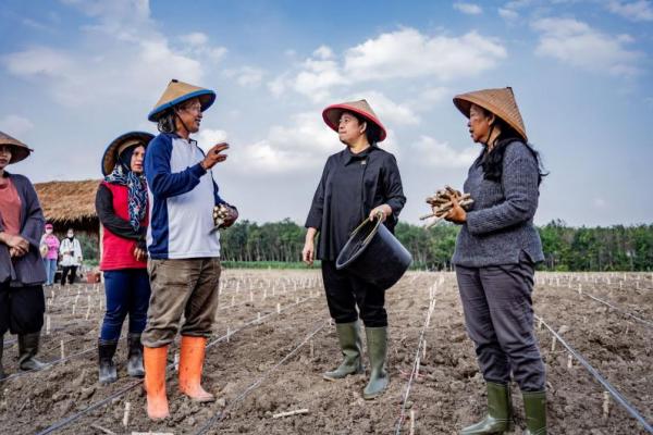 Puan Belajar Tanam Singkong Kepada Petani Tulang Bawang