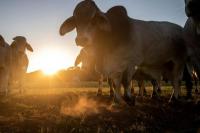 Padang Rumput Mengering Memaksa Peternak Texas Sembelih Banyak Sapi