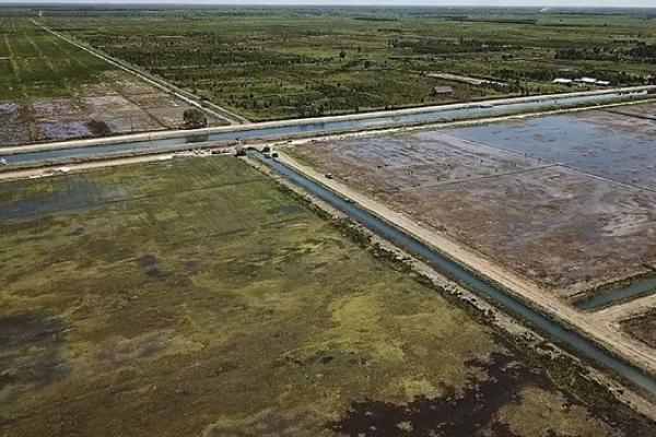 Pemerintah Targetkan Luas Lahan Food Estate di Kalteng Hingga 82 Ribu Hektare pada 2023