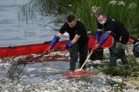 Tercemar, 300 Ton Bangkai Ikan Diangkat dari Sungai Oder