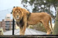 Singa Tewaskan Pria di Kebun Binatang Ghana