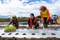 Kepada Petani Humbahas, Puan Janji Dorong Pemerintah Selesaikan Pupuk Bersubsidi