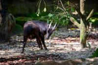 Semakin Sulit Ditemukan, Anoa Hewan Endemik Sulawesi Kini Terancam Punah