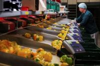 Krisis Gas Melanda Rumah Kaca Belanda, Tak Ada Tulip dari Amsterdam