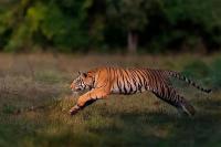 Hanya dengan Tangan Kosong, Ibu Selamatkan Bayinya dari Serangan Harimau