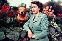 Kisah Ratu Elizabeth dan Corgi Kesayangannya, Jadi Ibu bagi 30 Anjing Peliharaan