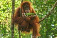 Menteri KLHK: Gunung Leuser Satu-Satunya di Dunia yang Miliki Empat Satwa Hebat