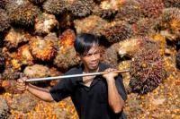 Indonesia Berusaha Rebut Kembali Pasar Ekspor Minyak Sawit dengan Beri Diskon