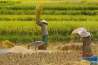 Dibimbing Sang Hyang Seri, Eks Napiter Belajar Bertani
