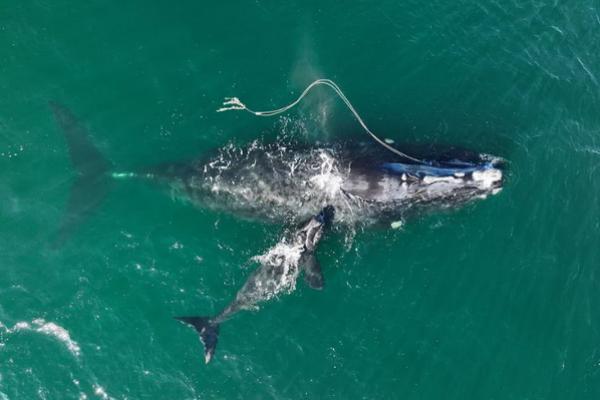 Kondisi Paus Kanan Atlantik Utara yang Terjerat Alat Tangkap Berat Kian Mengkhawatirkan