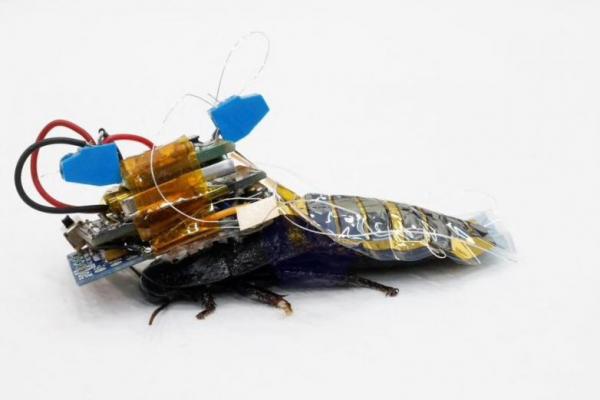 Kecoak Cyborg untuk Bantu Korban Gempa di Jepang