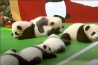 Tak Lagi Terancam Punah, Chengdu Pamerkan 13 Anak Panda kepada Dunia