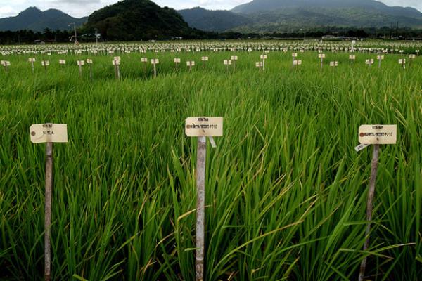 Panen Berlimpah Walau Dilanda Kekeringan dengan Varietas Padi Baru 