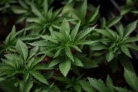 Legalisasi Ganja AS Timbulkan Kebingungan Perekrutan Staf Bebas Narkoba