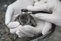 Bayi Penguin Langka Menetas Saat Perayaan Hari Kesadaran Penguin Afrika Internasional