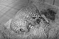Langka Diburu, Kebun Binatang Smithsonian Gembira Sambut Kelahiran Bayi Cheetah