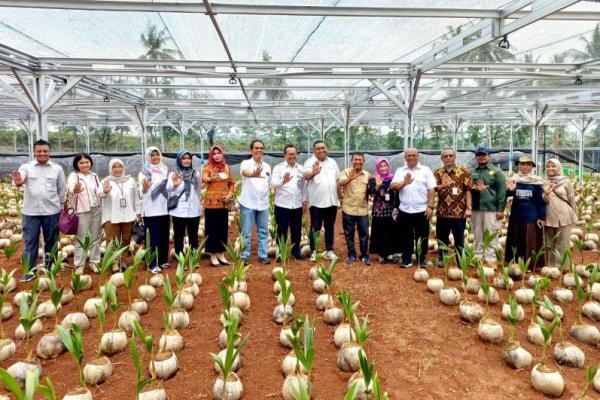 Siapkan Bibit Unggul, Kementan Bangun Nursery Modern Kelapa di Batang