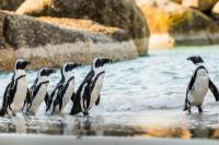 15 Oktober Hari Kesadaran Penguin Afrika Internasional, Cegah Penurunan Populasi Penguin