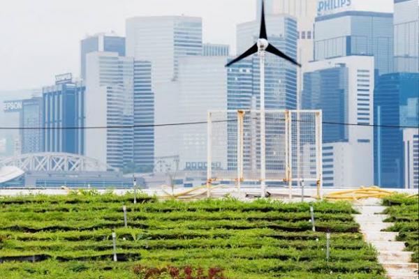 Kata Pakar, Urban Farming Efektif Wujudkan Ketahanan Pangan