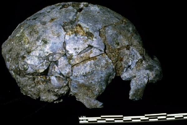 Indonesia Minta Pengembalian Artefak Bersejarah dari Belanda