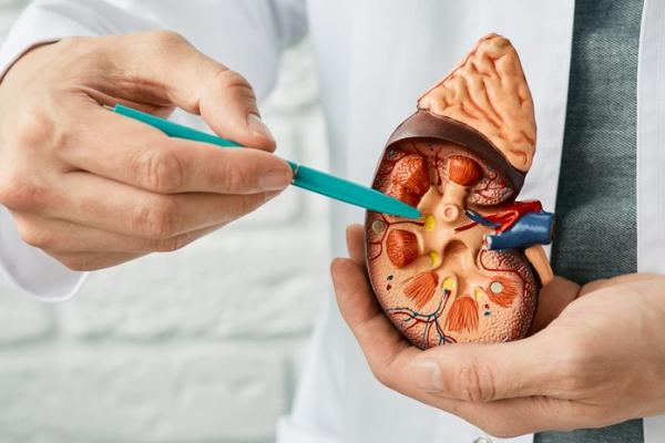 Ilustrasi - penyakit ginjal (Foto: Shutterstock)  