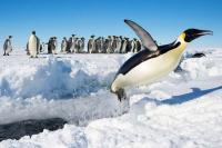 Es di Benua Antartika Terus Mencair, Penguin Kaisar Kini Terancam Punah