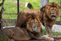 5 Singa Melarikan Diri di Kebun Binatang Australia